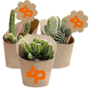 sucolentas
